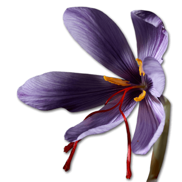 Saffron Bulb Flower 2